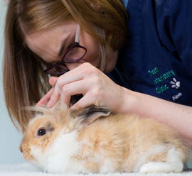Vaccinating your rabbit